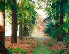 Roe deer and Douglas firs on Murthly Estate