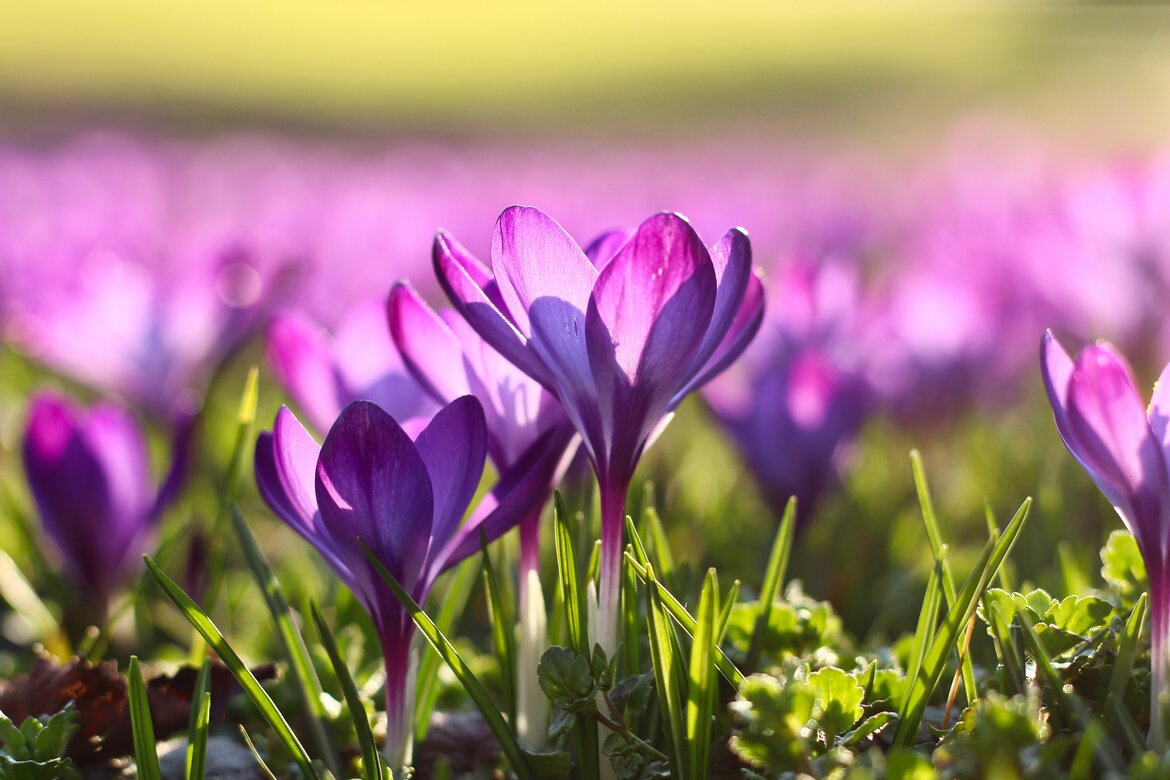 Crocusing blooming during Spring - Purple crocus flowers growing from the green grass towards sunlight. (© Marc Schulte)