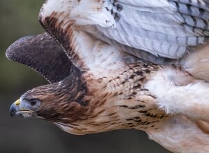 Loch Lomond Bird of Prey Centre Red-tailed Hawk (© Richard Lee on Unsplash)