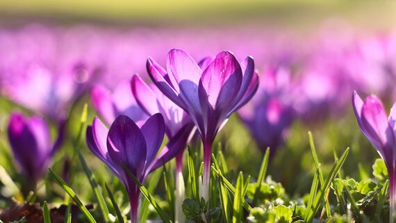 Crocusing blooming during Spring - Purple crocus flowers growing from the green grass towards sunlight. (© Marc Schulte)