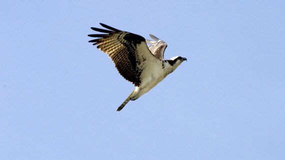 Visit RSPB Loch of Kinnordy - Osprey in flight Pandion Haliaetus