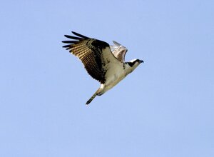 Visit RSPB Loch of Kinnordy - Osprey in flight Pandion Haliaetus