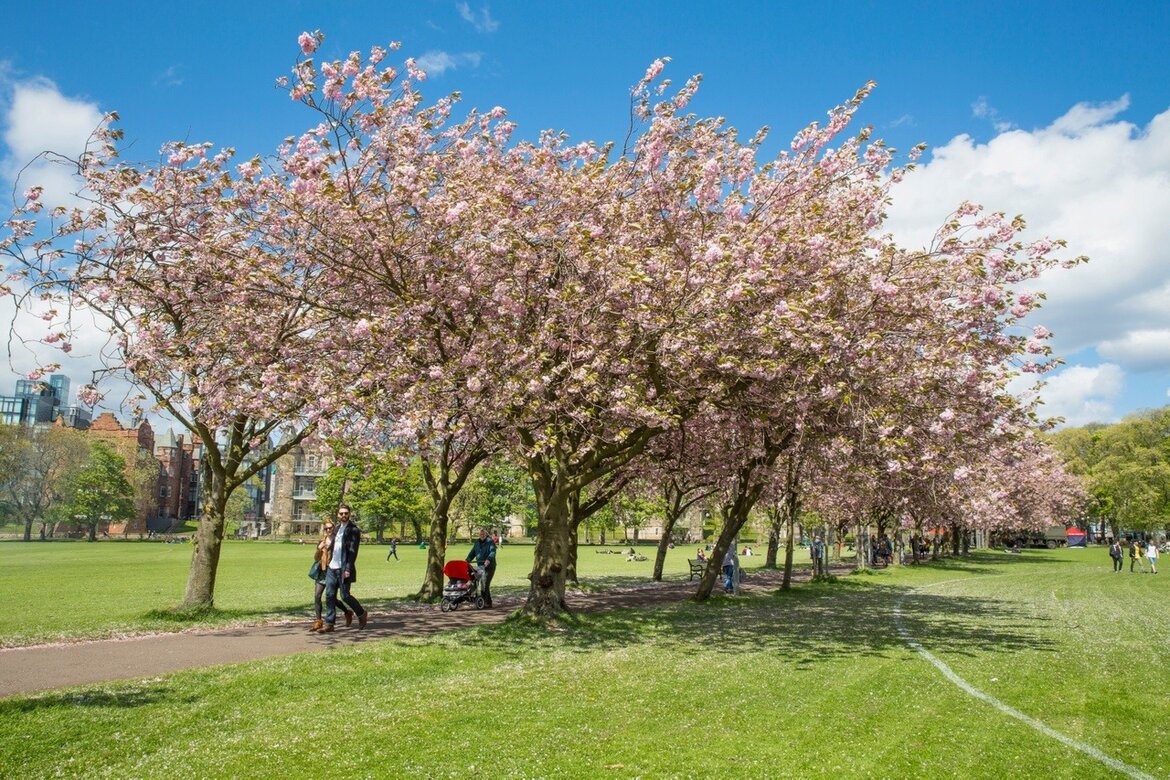 Edinburgh Meadows blossom (© VisitScotland / Kenny Lam)
