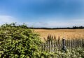 View from back garden