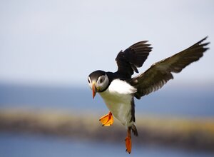 Puffin - Puffin in flight