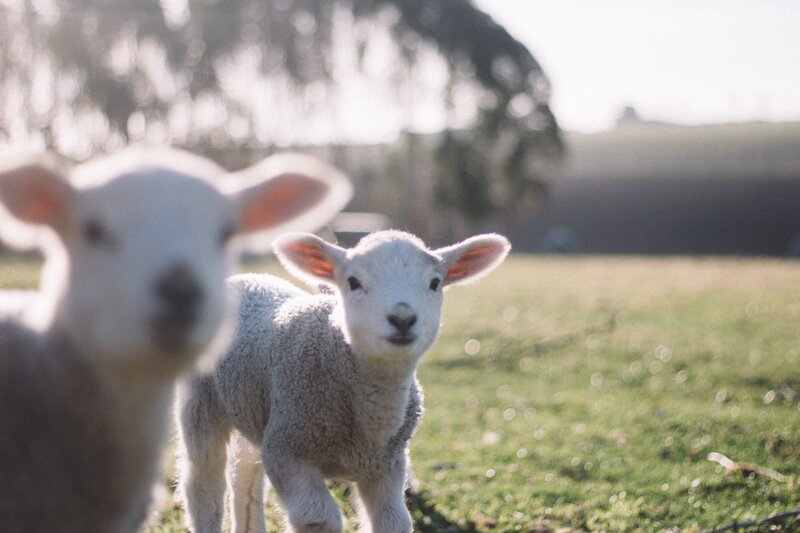 Lambs on a farm - Two lambs on a farm (© Tim Marshall on Unsplash)