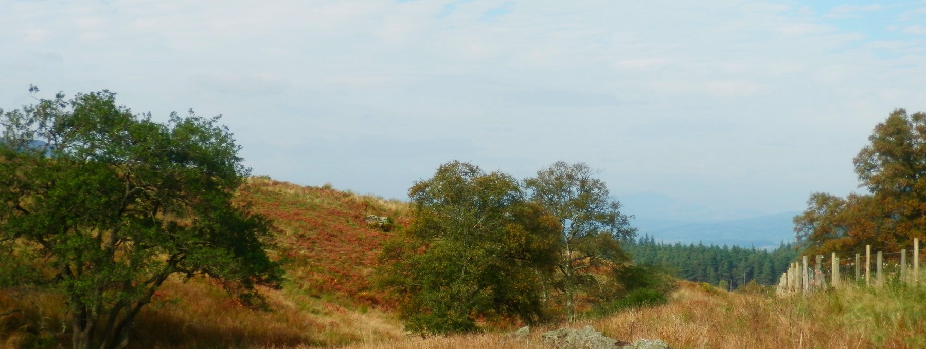 Partridge shoot on Murthly Estate - The autumn colours look perfect on Murthly Estate during a partridge shoot (© Murthly Estate)