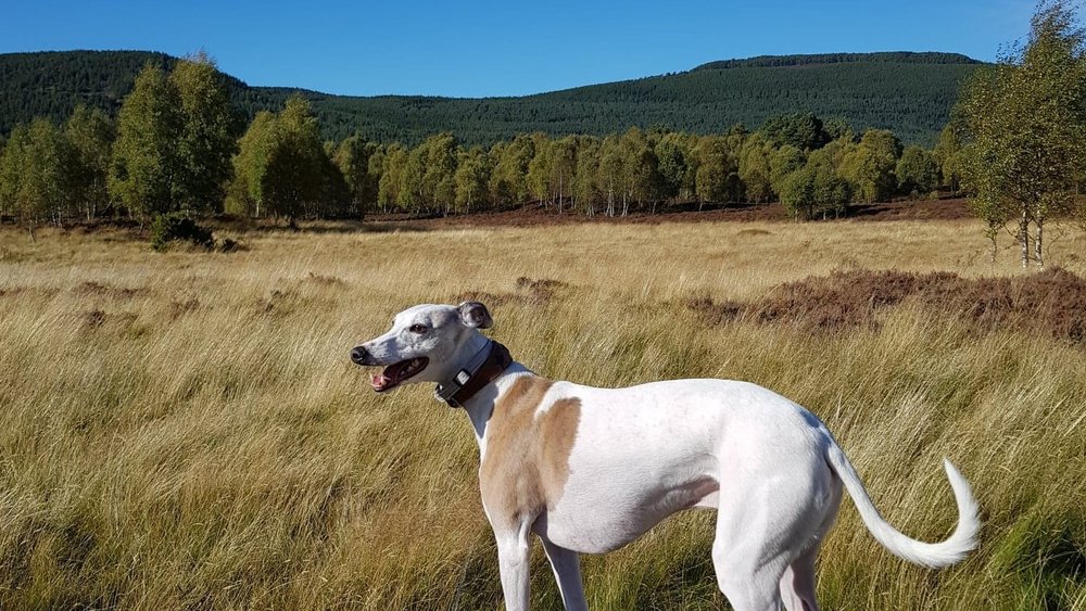 Dog Friendly places in Aviemore - Kyle the whippet on moorland in Aviemore with Craigellachie in the background