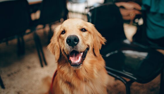 Happy dog Happy dog