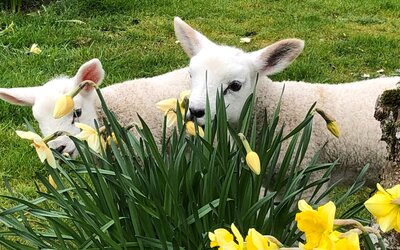 Lambs in daffodils - Some of our previous pet lambs