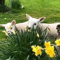 Lambs in daffodils - Some of our previous pet lambs