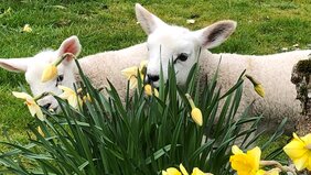 Lambs in daffodils - Some of our previous pet lambs