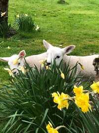 Lambs in daffodils