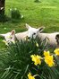 Lambs in daffodils