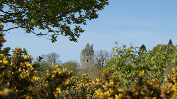 Gatehouse of Fleet - View over the flowering bushes of Gatehouse of Fleet