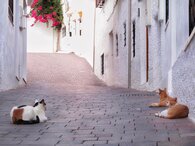R105 Cats (002)