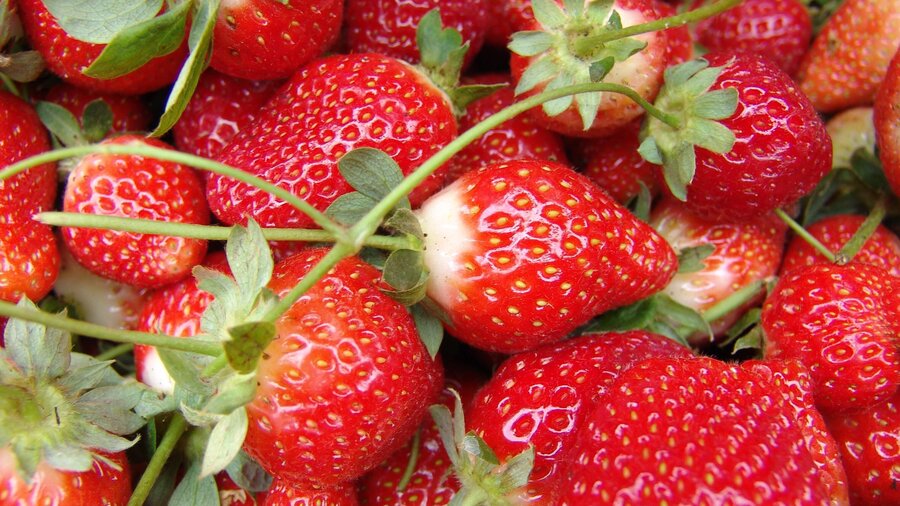 Strawberries (© Enrique Esquinca on Unsplash)