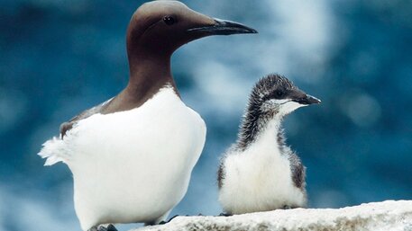 guillemot-0x600