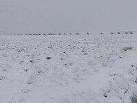 0 Deer in snow on track to Banchor 