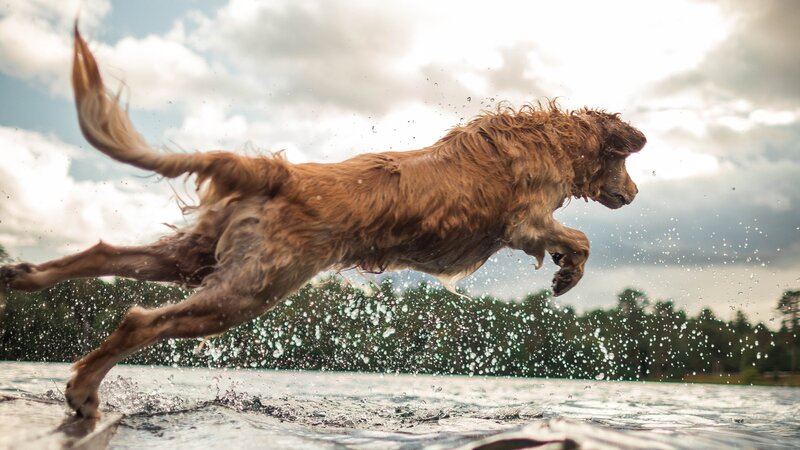 Adult Tan Dog About to Jump on Body of Water - https://www.pexels.com/photo/adult-tan-dog-about-to-jump-on-body-of-water-2791658/ (© Roberto Nickson)