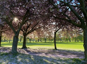 Have a stroll along The Meadows (© Photo by Lee Chalmers on Unsplash)