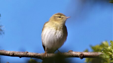 willow warb 240422 crop