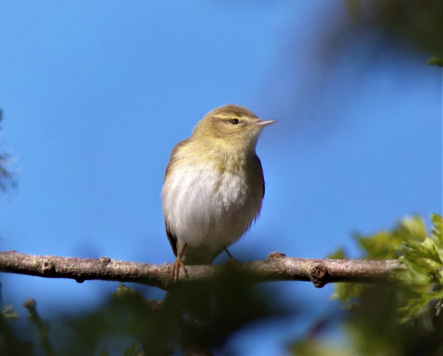 willow warb 240422 crop