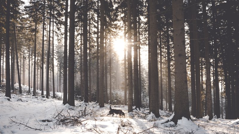 Dog Friendly places in Aviemore - Lots of forest walks