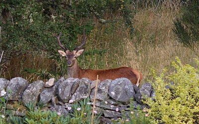 PHOTO-2025-08-22-12-15-15 - August 2025 young red deer stag looking over the garden wall