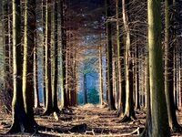 Bacton Woods, Norfolk