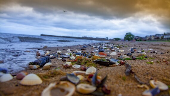 What to do around Musselburgh - A view along the sandy beach strewn with shells. (© George Hodan)