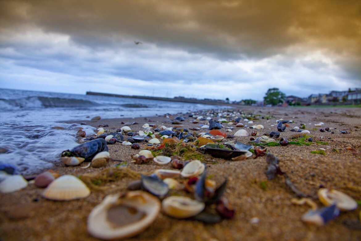 What to do around Musselburgh - A view along the sandy beach strewn with shells. (© George Hodan)