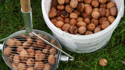Récolte des Noix - Récolte des Noix en Dordogne