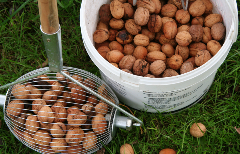 Walnut Harvest - Walnut Harvest in the Dordogne