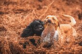 Dogs and pheasant
