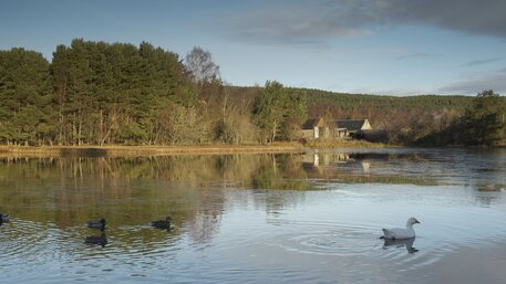 Boat of Garten Duck Pond