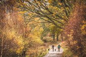 Beautiful autumn