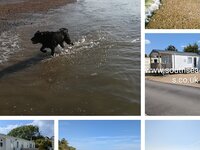 Dogs collage