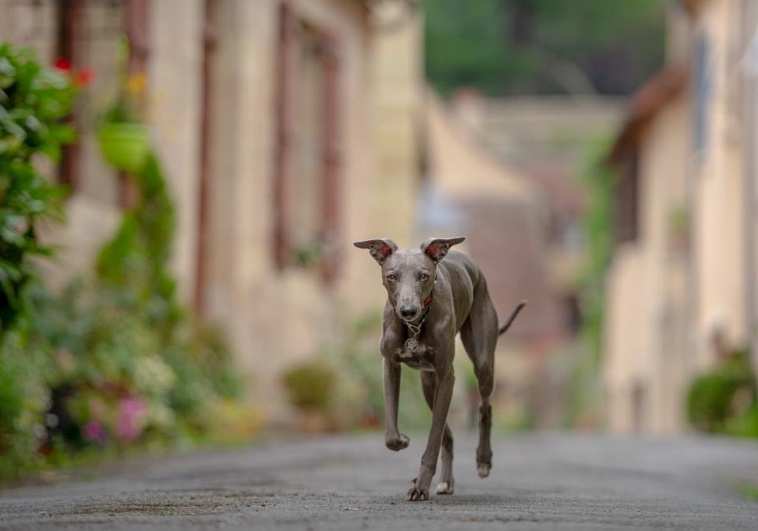 Pet Friendly accommodation in France