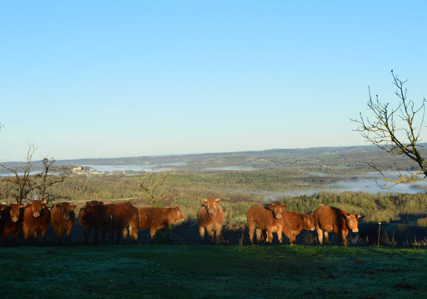 Limousin cows, stunning views across Dordogne countryside