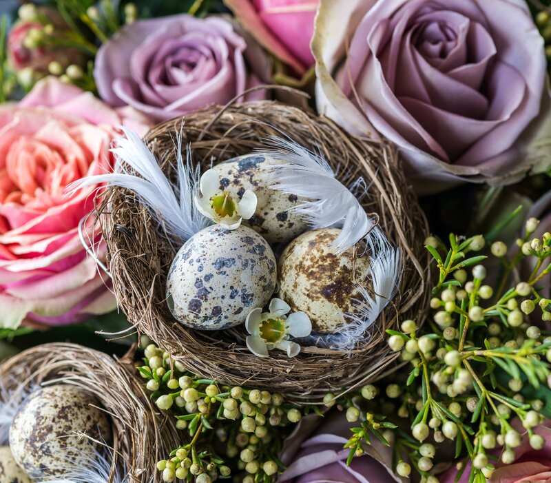 Things to do in Edinburgh during Easter - Spring flowers and a nest with eggs (© Jez Timms on Unsplash)