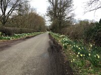 Honing Daffodil Mile, Norfolk