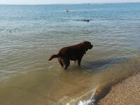 Cocoa on beach