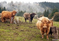 Generic pic of Highland cattle for all listings 