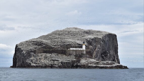 Explore Bass Rock near North Berwick - Image of Bass Rock covered in Gannets and a lighthouse