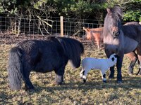 Ponies