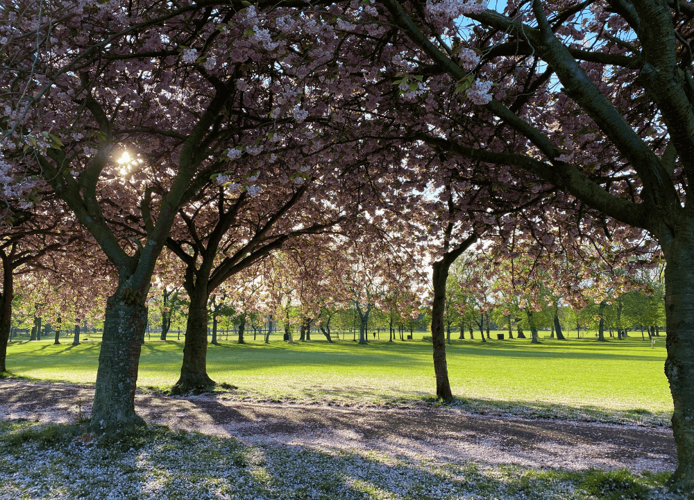 The Meadows in Edinburgh - Pink blossom on the trees in The Meadows in Edinburgh (© lee-chalmers-unsplash)