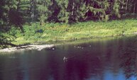 Fly fishing on the River Tay at Murthly estate