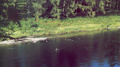 Fly fishing on the River Tay at Murthly estate - Fly fishing is ideal along the River Tay at Murthly Estate in Perthshire