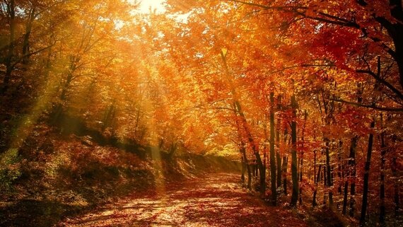 Autumn Sun Costa del Sol - Autumn sun through the trees giving an orange glow through the leaves and across the ground. (© Valiphotos from pixabay licensed through Canva) Autumn Sun Costa del Sol - Autumn sun through the trees giving an orange glow through the leaves and across the ground. (© Valiphotos from pixabay licensed through Canva)